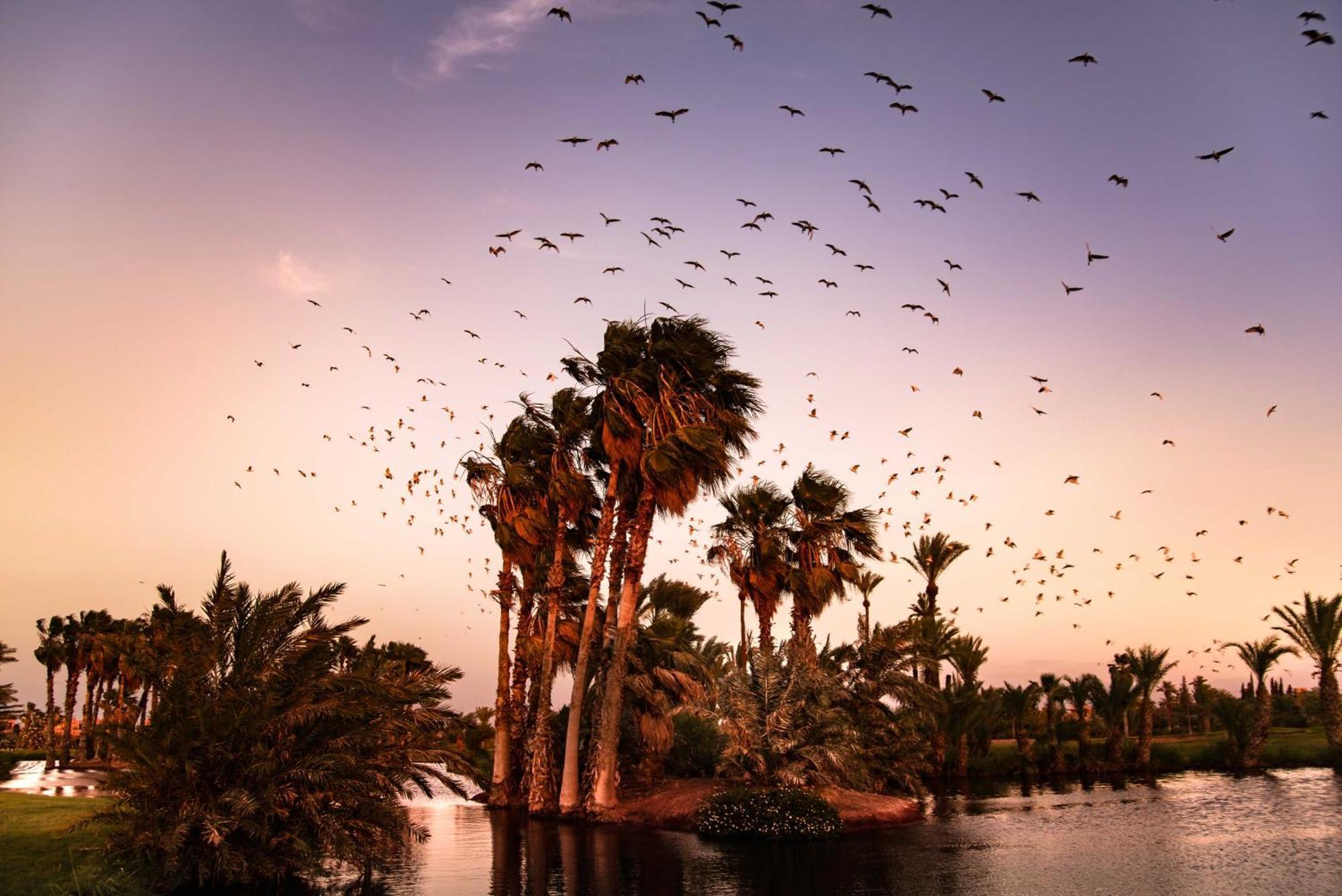 دو جولف روتانا بالميرا فندق 5*